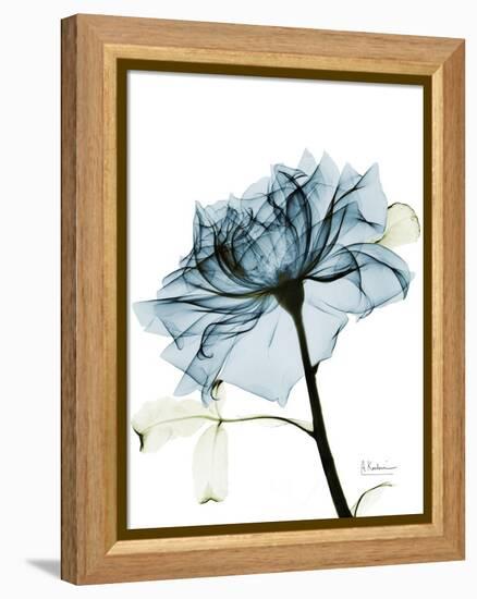 Steal Rose 2-Albert Koetsier-Framed Stretched Canvas