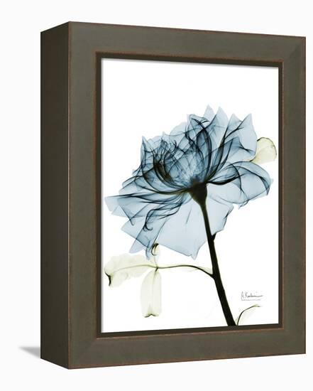 Steal Rose 2-Albert Koetsier-Framed Stretched Canvas