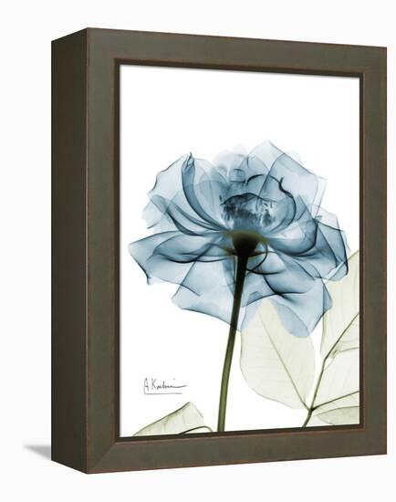 Steal Rose-Albert Koetsier-Framed Stretched Canvas