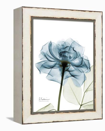 Steal Rose-Albert Koetsier-Framed Stretched Canvas