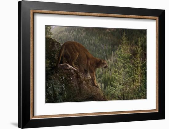 Stealthy-Steve Hunziker-Framed Art Print