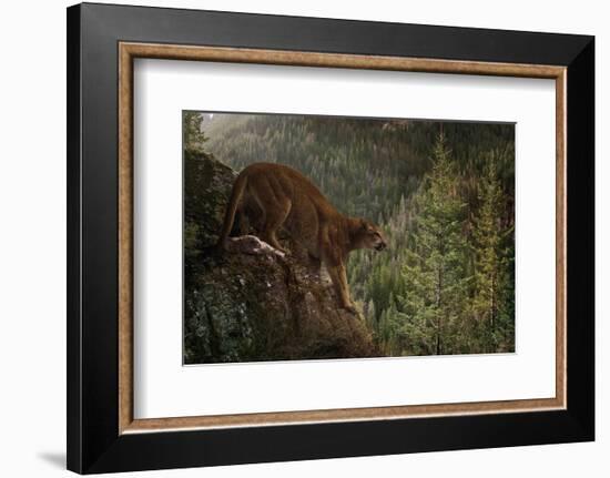 Stealthy-Steve Hunziker-Framed Art Print