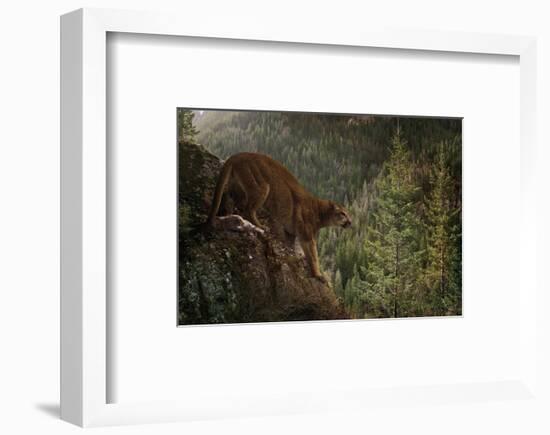 Stealthy-Steve Hunziker-Framed Art Print