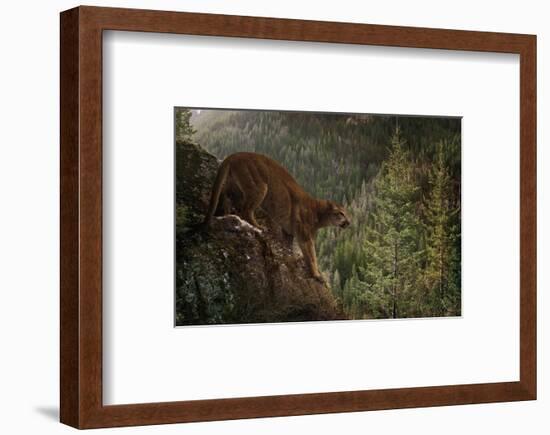 Stealthy-Steve Hunziker-Framed Art Print