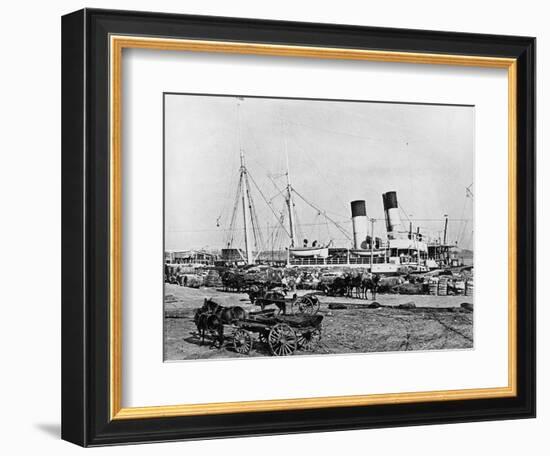 Steamboats Loading Cotton at New Orleans, Louisiana, C.1890 (B/W Photo)-American Photographer-Framed Premium Giclee Print