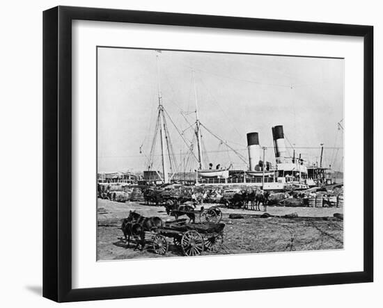 Steamboats Loading Cotton at New Orleans, Louisiana, C.1890 (B/W Photo)-American Photographer-Framed Giclee Print