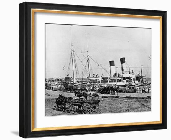 Steamboats Loading Cotton at New Orleans, Louisiana, C.1890 (B/W Photo)-American Photographer-Framed Giclee Print