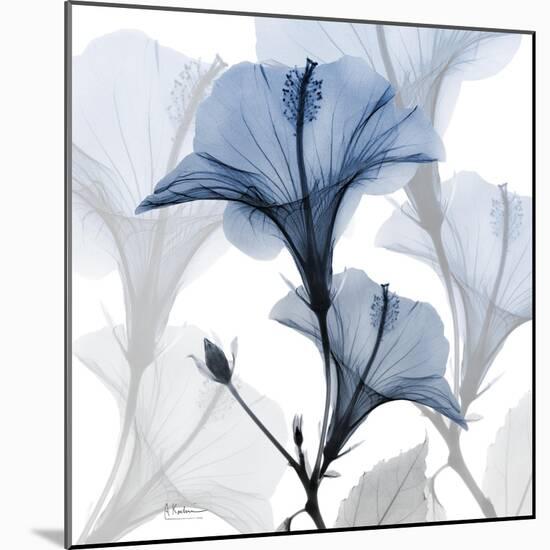 Steel Hibiscus-Albert Koetsier-Mounted Photographic Print