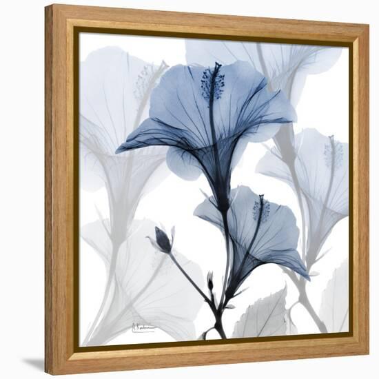 Steel Hibiscus-Albert Koetsier-Framed Stretched Canvas