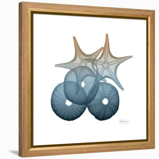 Steel Hues Sea Urchin and Starfish-Albert Koetsier-Framed Stretched Canvas