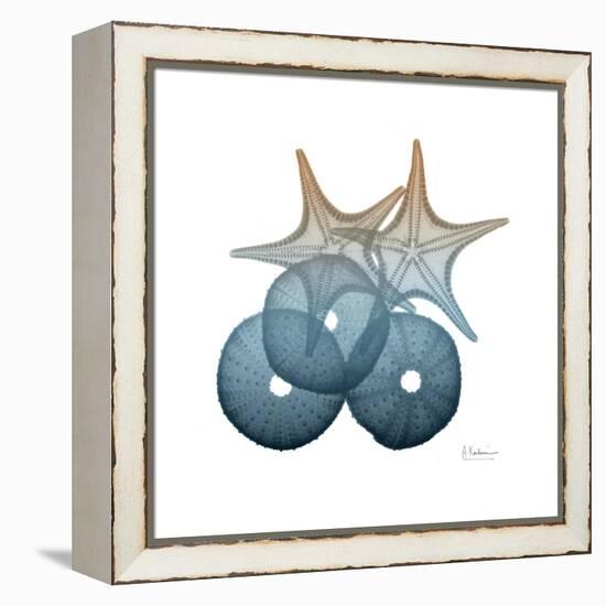 Steel Hues Sea Urchin and Starfish-Albert Koetsier-Framed Stretched Canvas