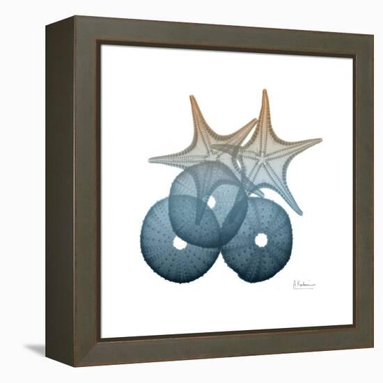 Steel Hues Sea Urchin and Starfish-Albert Koetsier-Framed Stretched Canvas