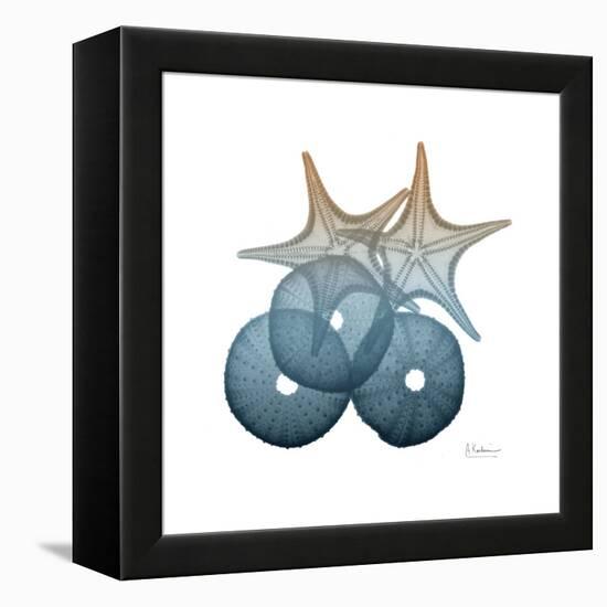 Steel Hues Sea Urchin and Starfish-Albert Koetsier-Framed Stretched Canvas