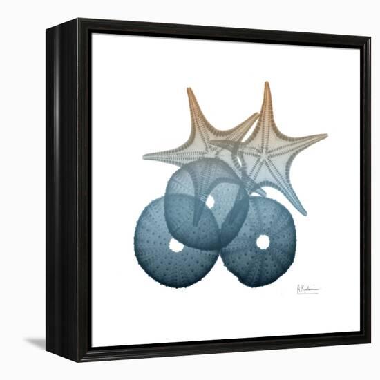 Steel Hues Sea Urchin and Starfish-Albert Koetsier-Framed Stretched Canvas