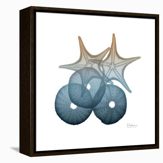 Steel Hues Sea Urchin and Starfish-Albert Koetsier-Framed Stretched Canvas