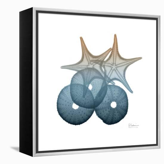 Steel Hues Sea Urchin and Starfish-Albert Koetsier-Framed Stretched Canvas