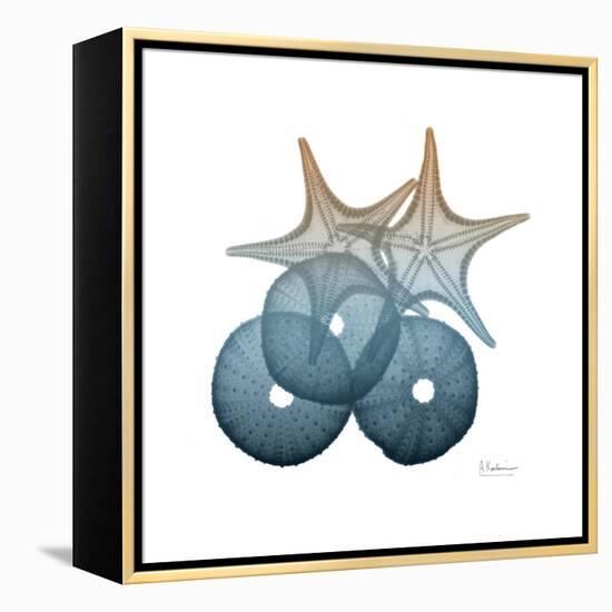 Steel Hues Sea Urchin and Starfish-Albert Koetsier-Framed Stretched Canvas