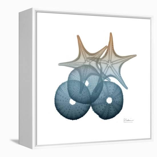 Steel Hues Sea Urchin and Starfish-Albert Koetsier-Framed Stretched Canvas