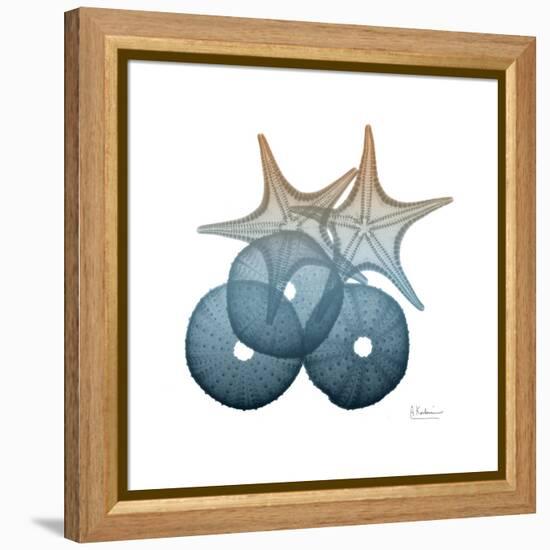 Steel Hues Sea Urchin and Starfish-Albert Koetsier-Framed Stretched Canvas