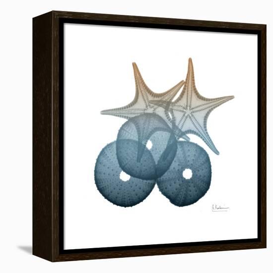 Steel Hues Sea Urchin and Starfish-Albert Koetsier-Framed Stretched Canvas
