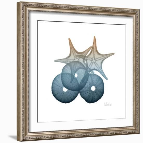 Steel Hues Sea Urchin and Starfish-Albert Koetsier-Framed Art Print