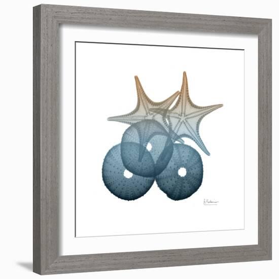 Steel Hues Sea Urchin and Starfish-Albert Koetsier-Framed Art Print