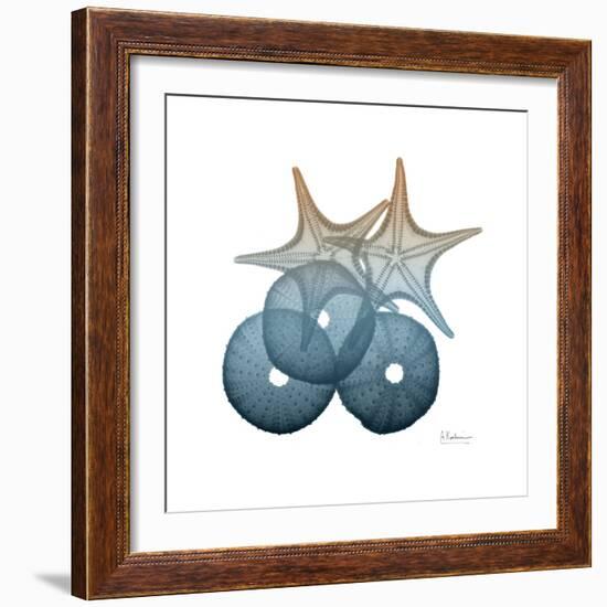 Steel Hues Sea Urchin and Starfish-Albert Koetsier-Framed Art Print