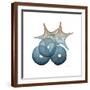 Steel Hues Sea Urchin and Starfish-Albert Koetsier-Framed Art Print