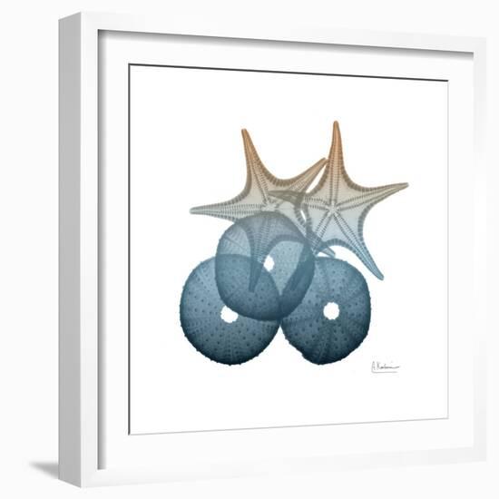 Steel Hues Sea Urchin and Starfish-Albert Koetsier-Framed Art Print