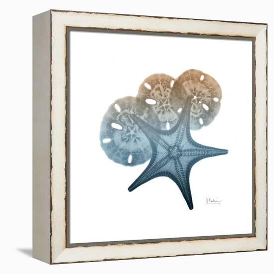 Steel Hues Starfish and Sand Dollar-Albert Koetsier-Framed Stretched Canvas