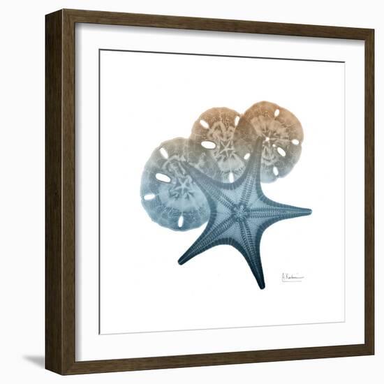 Steel Hues Starfish and Sand Dollar-Albert Koetsier-Framed Art Print