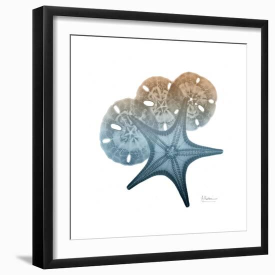 Steel Hues Starfish and Sand Dollar-Albert Koetsier-Framed Art Print