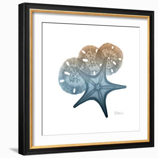 Steel Hues Starfish and Sand Dollar-Albert Koetsier-Framed Art Print