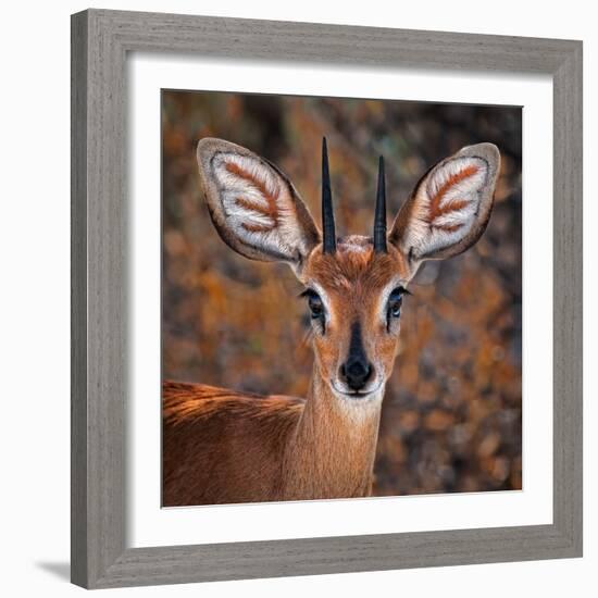 Steenbok, One of the Smallest Antelope in the World-Mathilde Guillemot-Framed Photographic Print