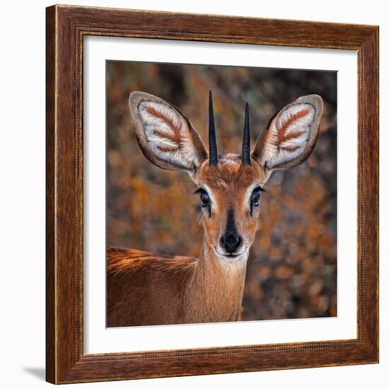 Steenbok, One of the Smallest Antelope in the World-Mathilde Guillemot-Framed Photographic Print