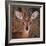 Steenbok, One of the Smallest Antelope in the World-Mathilde Guillemot-Framed Photographic Print