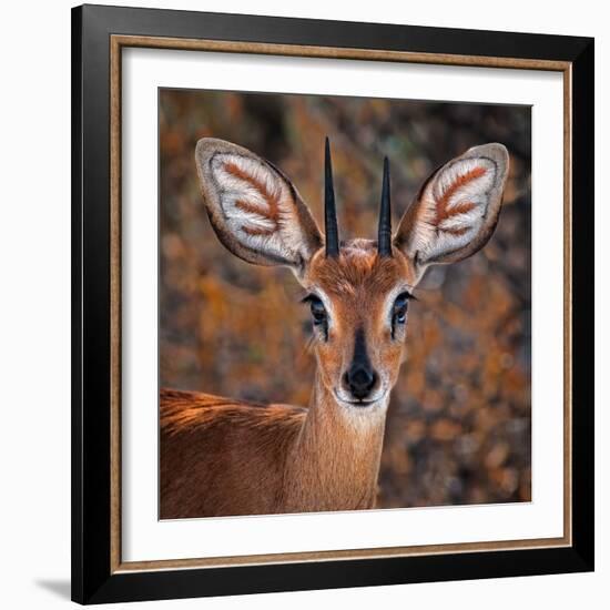 Steenbok, One of the Smallest Antelope in the World-Mathilde Guillemot-Framed Photographic Print