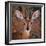 Steenbok, One of the Smallest Antelope in the World-Mathilde Guillemot-Framed Photographic Print