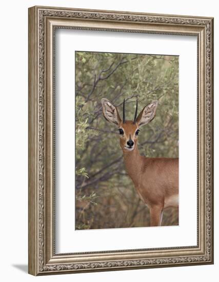 Steenbok (Raphicerus Campestris) Buck-James Hager-Framed Photographic Print