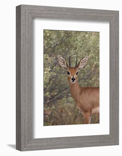 Steenbok (Raphicerus Campestris) Buck-James Hager-Framed Photographic Print