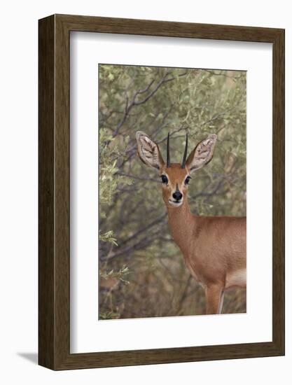 Steenbok (Raphicerus Campestris) Buck-James Hager-Framed Photographic Print