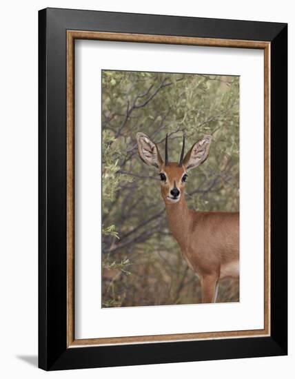 Steenbok (Raphicerus Campestris) Buck-James Hager-Framed Photographic Print