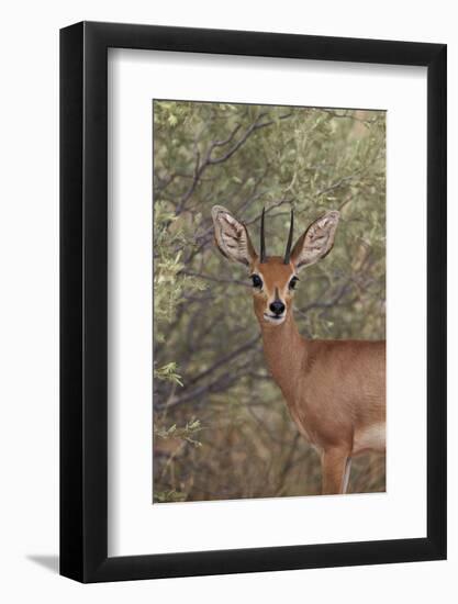 Steenbok (Raphicerus Campestris) Buck-James Hager-Framed Photographic Print