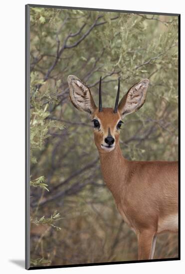 Steenbok (Raphicerus Campestris) Buck-James Hager-Mounted Photographic Print