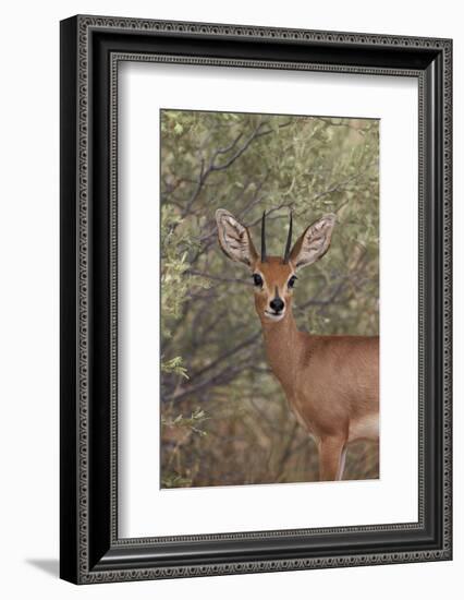 Steenbok (Raphicerus Campestris) Buck-James Hager-Framed Photographic Print