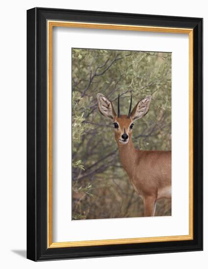 Steenbok (Raphicerus Campestris) Buck-James Hager-Framed Photographic Print