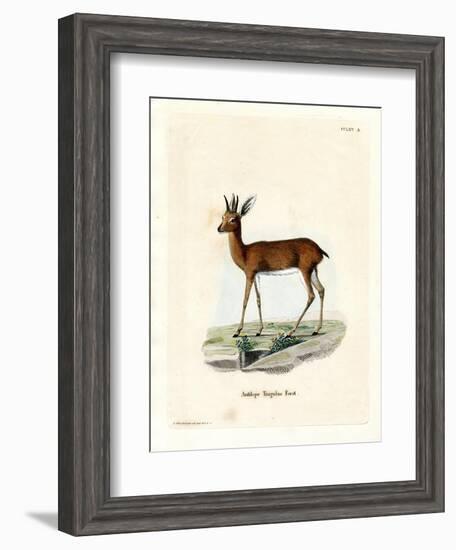 Steenbok-null-Framed Giclee Print