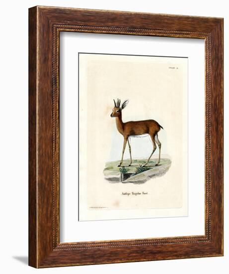 Steenbok-null-Framed Giclee Print