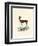 Steenbok-null-Framed Giclee Print