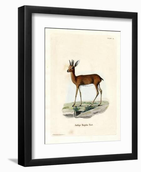 Steenbok-null-Framed Giclee Print